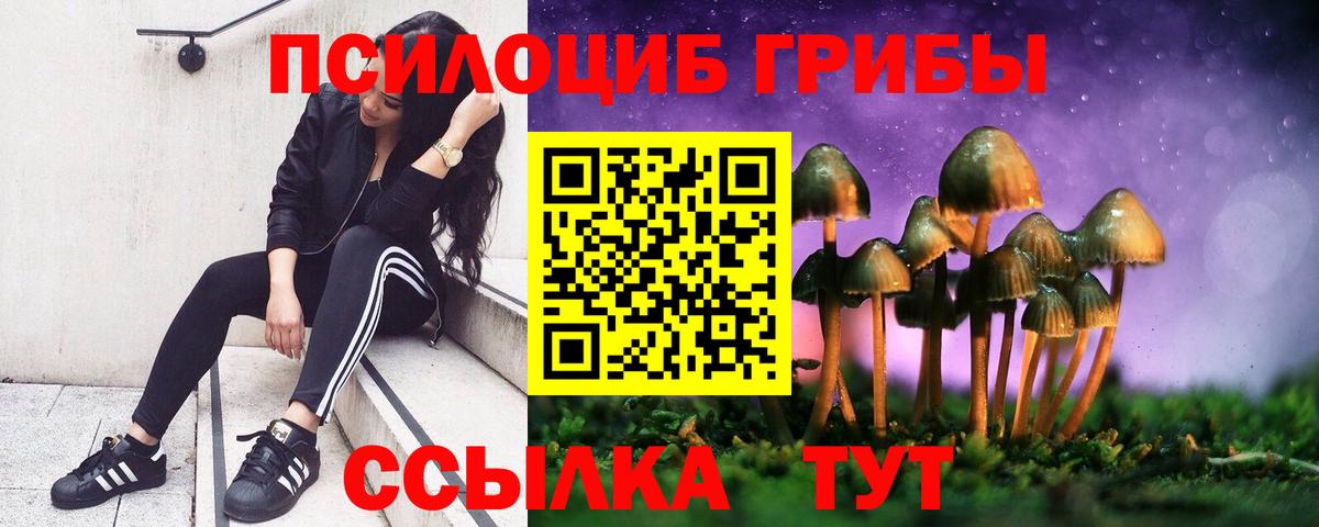 Галлюциногенные грибы Psilocybe Лениногорск